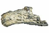 Mammoth Molar Slice With Case - South Carolina #291077-1